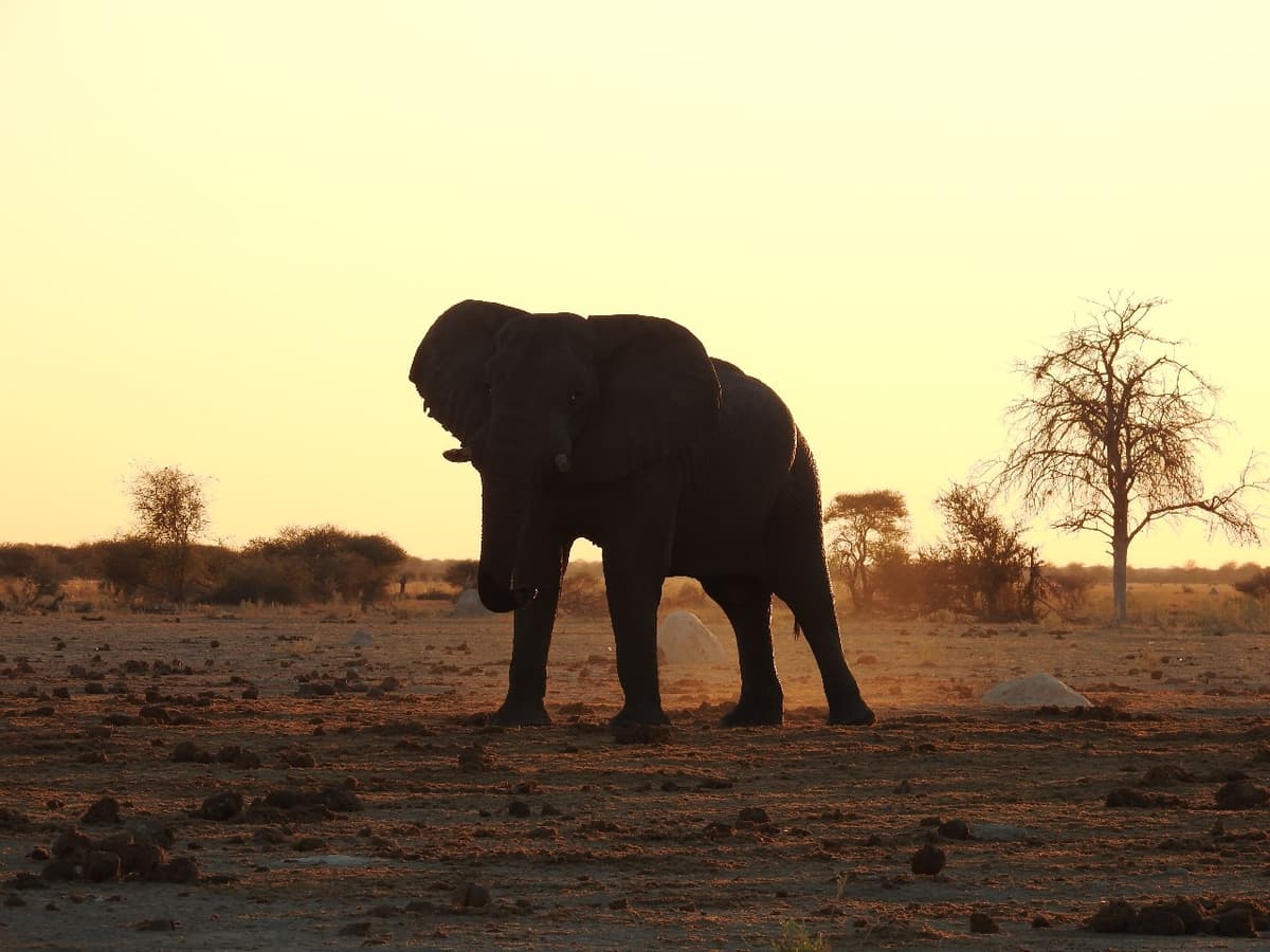 African elephant at sunset