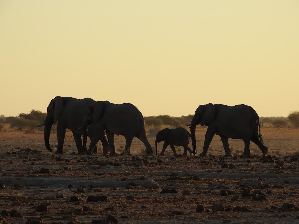 Elephant family walking at sunset